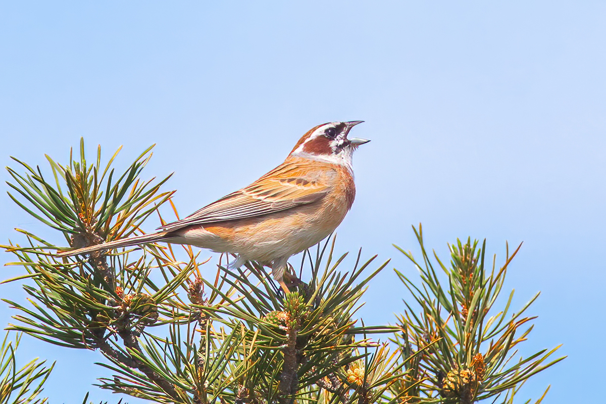 Meadow Bunting illustration