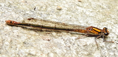 Pseudagrion furcigerum