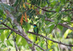 Merops viridis