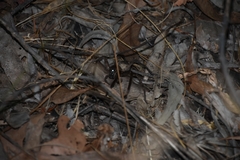 Heteropoda renibulbis