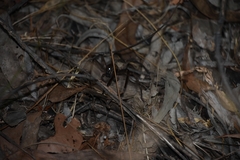 Heteropoda renibulbis