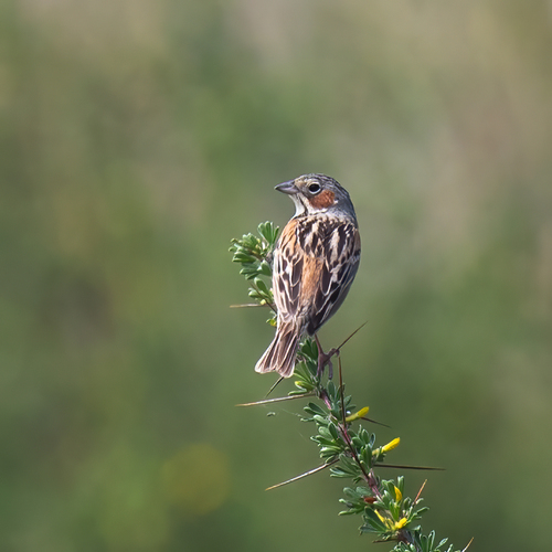Chestnut-eared Bunting (Emberiza fucata), photo 5