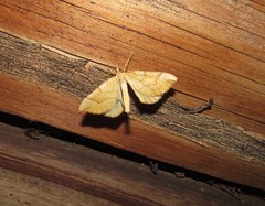 Eulithis mellinata