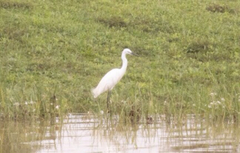 Egretta garzetta