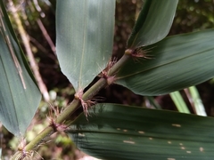 Decaryochloa diadelpha