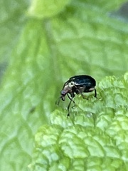 Euops splendidus