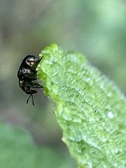 Euops splendidus