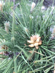 Pinus nigra pallasiana