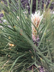 Pinus nigra pallasiana
