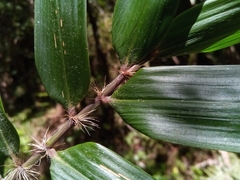 Decaryochloa diadelpha