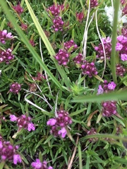 Thymus callieri