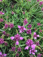 Thymus callieri