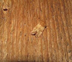 Eriopygodes imbecilla