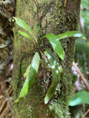 Oreogrammitis hookeri