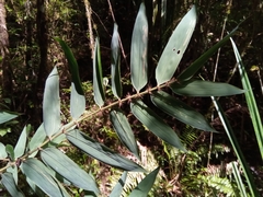 Decaryochloa diadelpha