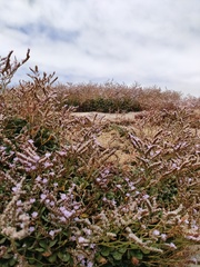 Limonium companyonis
