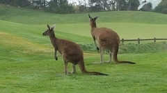 Macropus fuliginosus