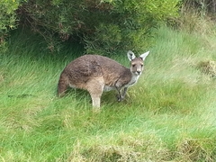 Macropus fuliginosus