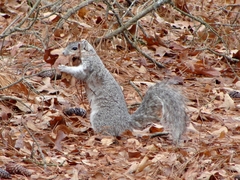 Sciurus niger cinereus