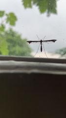 Capperia britanniodactylus