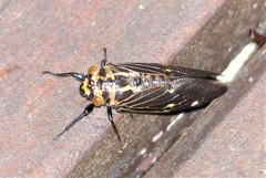 Balinta tenebricosa