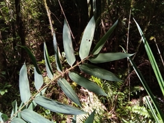 Decaryochloa diadelpha