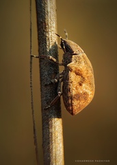 Hotea curculionoides