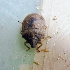 Podops inunctus