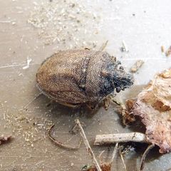 Podops inunctus