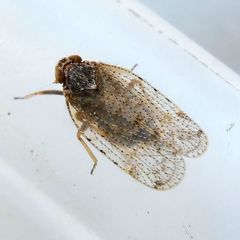 Tachycixius pilosus