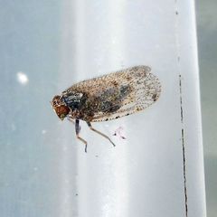 Tachycixius pilosus