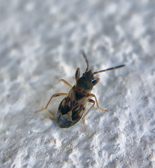 Scolopostethus affinis
