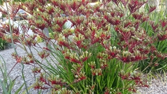 Anigozanthos