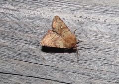 Eriopygodes imbecilla