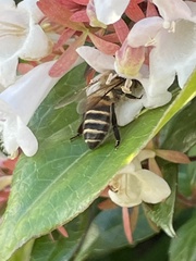 Apis cerana japonica