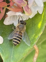 Apis cerana japonica