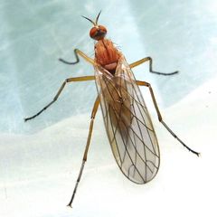 Empis scutellata