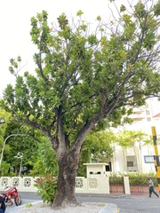 Barringtonia asiatica