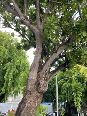 Barringtonia asiatica