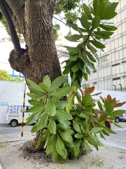 Barringtonia asiatica
