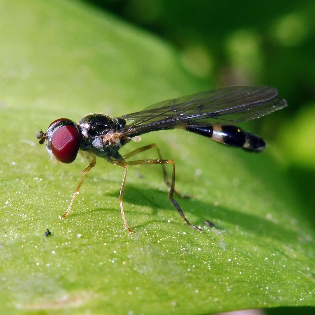 Common Dainty