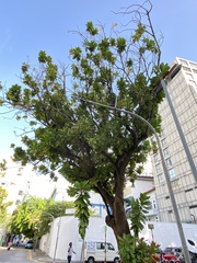 Barringtonia asiatica