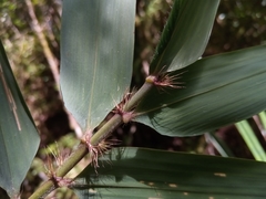 Decaryochloa diadelpha