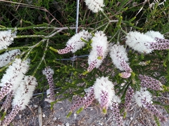 Melaleuca huegelii