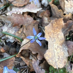 Scilla siberica