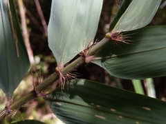 Decaryochloa diadelpha