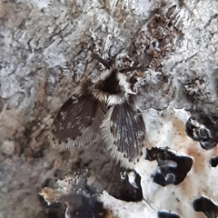 Lepiseodina conspicua