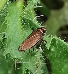 Aphrodes makarovi
