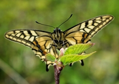 Papilio machaon hippocrates