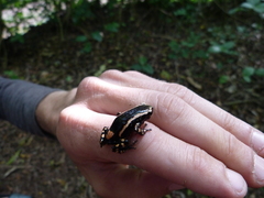 Phrynomantis bifasciatus